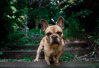 Close-up of dog. french bulldog in the garden. 