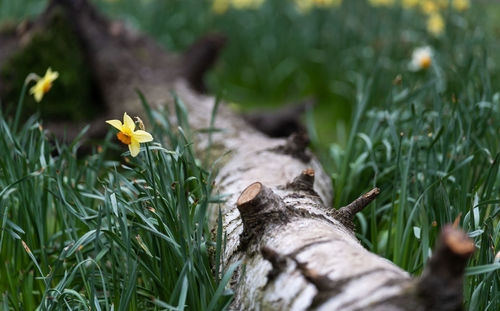 Close-up of yellow flowering plant on land