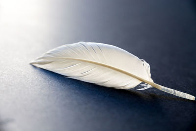 Close-up of feather on table