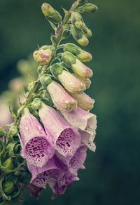 Foxgloves in the formal garden at rousham house after a rain shower.