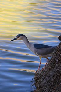 Bird perching on a lake