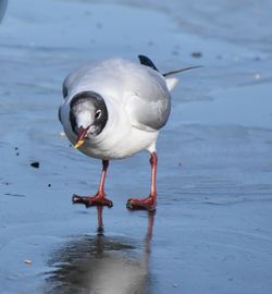 Close-up of seagull on a lake