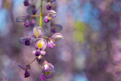 Close-up beautiful full bloom of purple pink wisteria blossom trees flowers in springtime sunny day