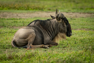 Wildebeest resting on grassy field