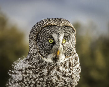 Portrait of greta grey owl in wild