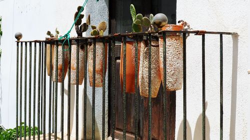 Close-up of animal hanging on clothesline