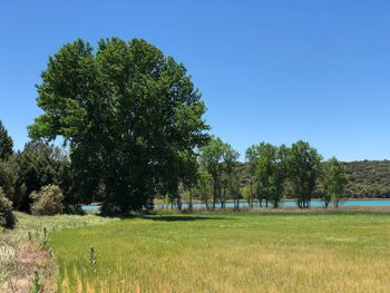 Trees on field against clear blue sky