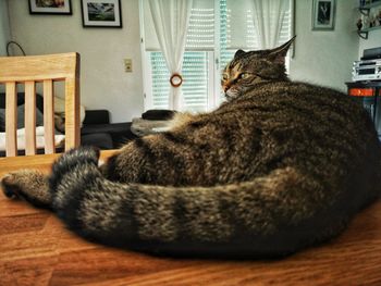 Close-up of a cat resting at home