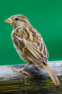 Close-up of bird perching on railing