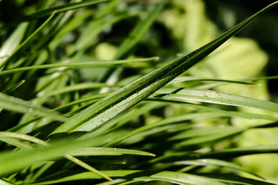 Close-up of dew on grass