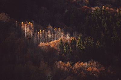 Plants and trees in forest