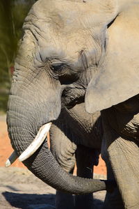 Close-up of elephant