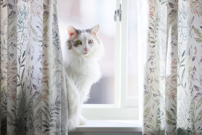 White cat sitting beside a window behind curtain looking at camera