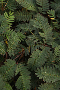 Full frame shot of fresh green leaves