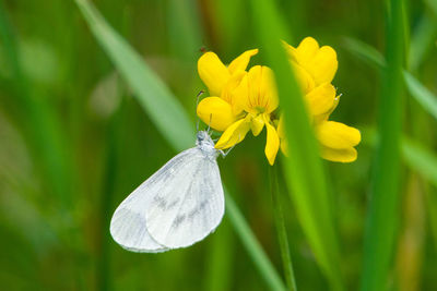 Close-up of butterfly on flower