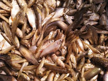 Full frame shot of fish for sale in market