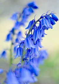 Close-up of purple flowers