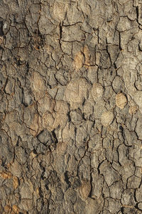 Full frame shot of cracked field