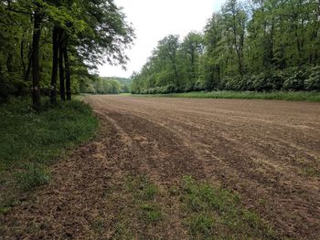 Road amidst trees on field against sky