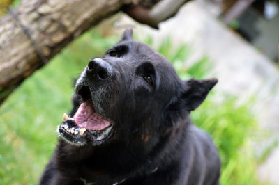 Close-up of a dog looking away