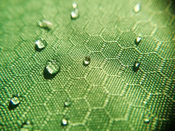 Full frame shot of leaf