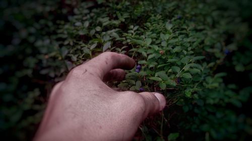 Close-up of hand holding plant