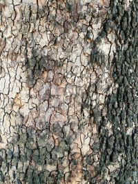 Full frame shot of tree trunk against wall