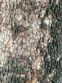 Full frame shot of tree trunk against wall