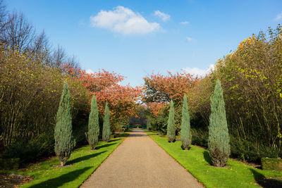 Footpath amidst plants in park