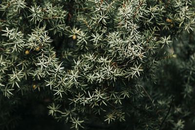 Close-up of pine tree