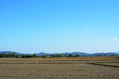 Scenic view of field against clear blue sky