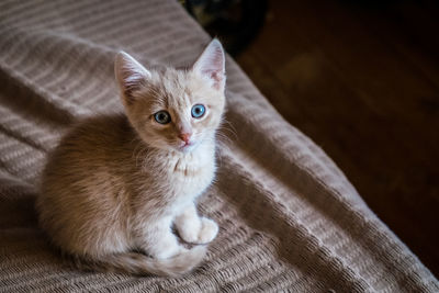 High angle view of cat