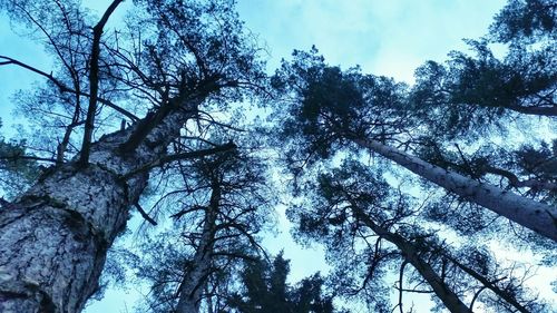 Low angle view of trees against sky