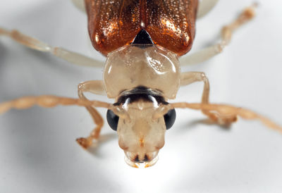 Close-up of a horse