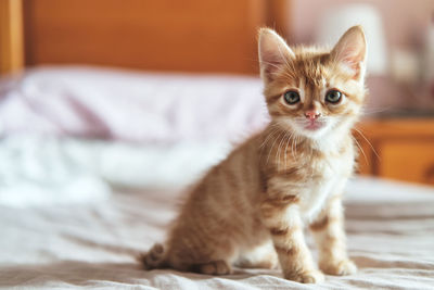 Portrait of kitten on bed