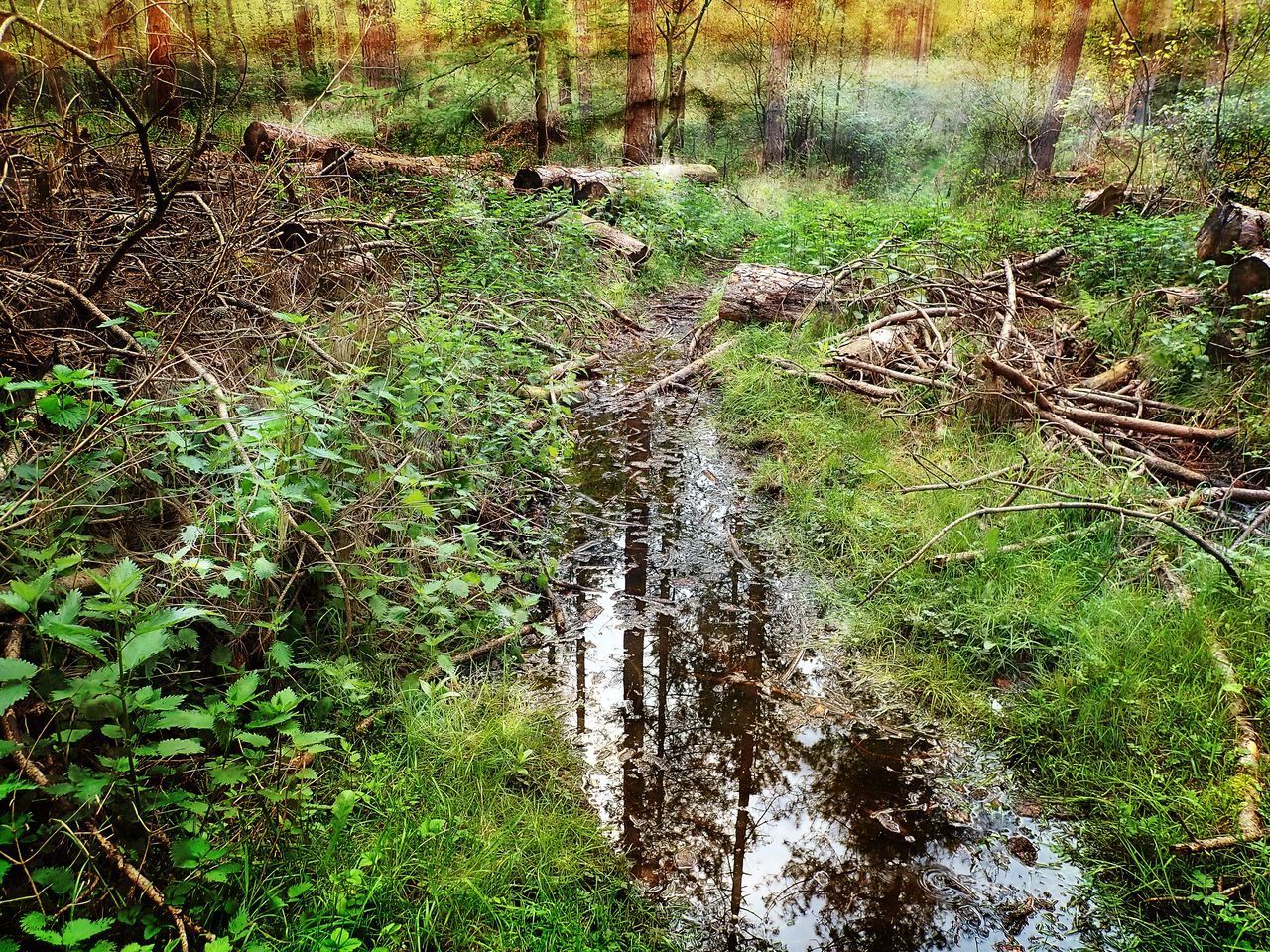 PLANTS GROWING IN FOREST