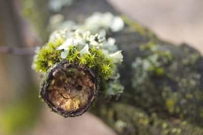 Close-up of flower growing on tree