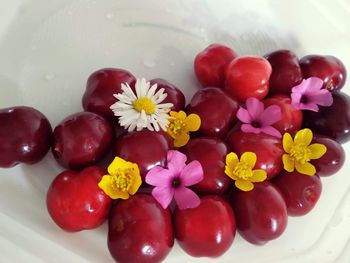 High angle view of red flowers in container