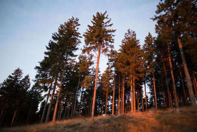 Trees in forest against sky