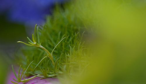 Close-up of flowering plant