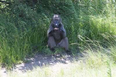 Monkey sitting on grass