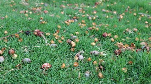 Close-up of flowering plants on field