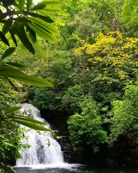 Scenic view of waterfall in forest