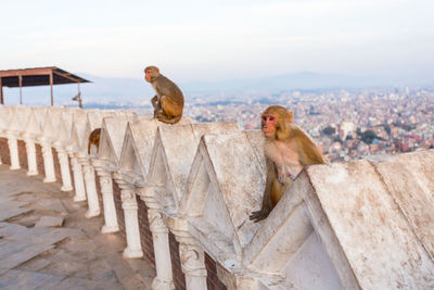 Monkey on roof against sky