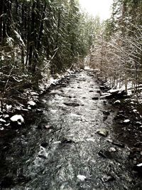 Road passing through forest