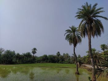 Palm trees on field against sky