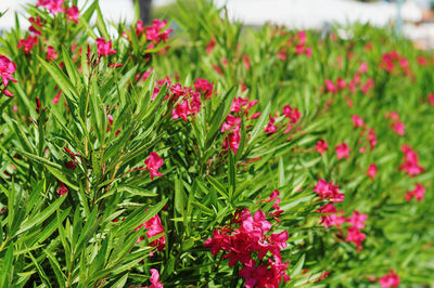 Close-up of red flowering plants on field
