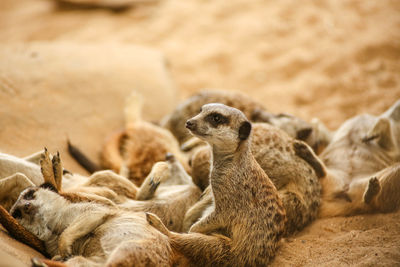 Close-up of sheep in zoo