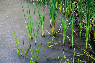 Close-up of plants growing in water