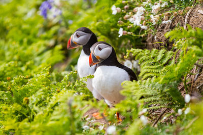 Puffins amidst plants on land